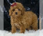 Small #2 Poodle (Toy)