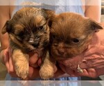 Small Photo #5 Shorkie Tzu Puppy For Sale in EDMOND, OK, USA