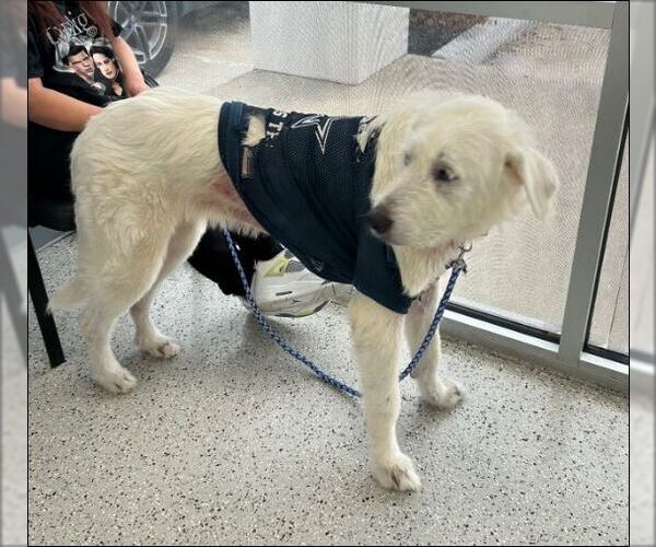 Medium Photo #4 Great Pyrenees-Unknown Mix Puppy For Sale in Houston, TX, USA