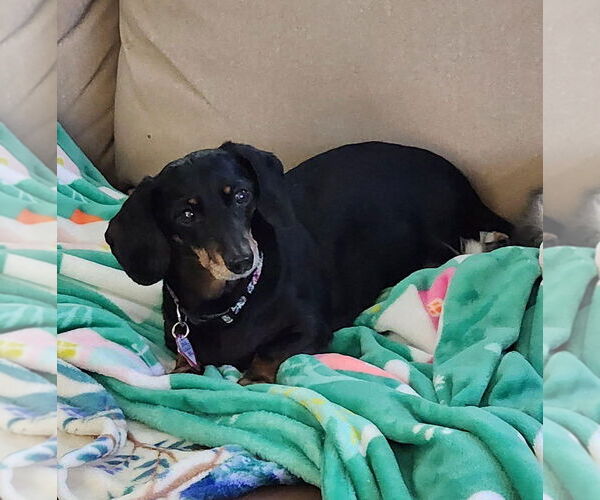 Medium Photo #2 Dachshund Puppy For Sale in Shelbyville, TN, USA