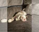 Small #7 Cocker Spaniel