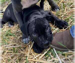 American Pit Bull Terrier-American Staffordshire Terrier Mix Dogs for adoption in Wenonah, NJ, USA