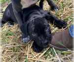 Small American Pit Bull Terrier-American Staffordshire Terrier Mix
