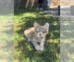 Small #1 French Bulldog