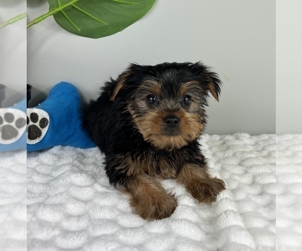 Medium Photo #4 Yorkshire Terrier Puppy For Sale in FRANKLIN, IN, USA