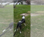 Small Photo #3 American Pit Bull Terrier-Bulldog Mix Puppy For Sale in Woodland, CA, USA
