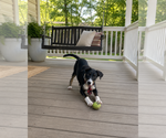 Small Photo #8 Borador Puppy For Sale in Mt. Laurel, NJ, USA