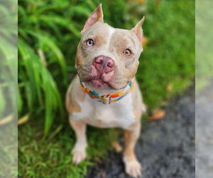 American Pit Bull Terrier-Bulldog Mix Dogs for adoption in Westminster, MA, USA