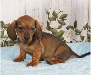 Dachshund Puppy for sale in PENNS CREEK, PA, USA