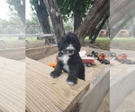 Puppy Rex Bordoodle