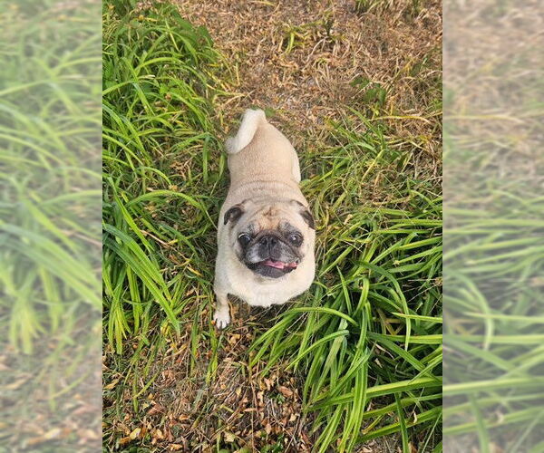 Medium Photo #10 Pug Puppy For Sale in Indianapolis, IN, USA