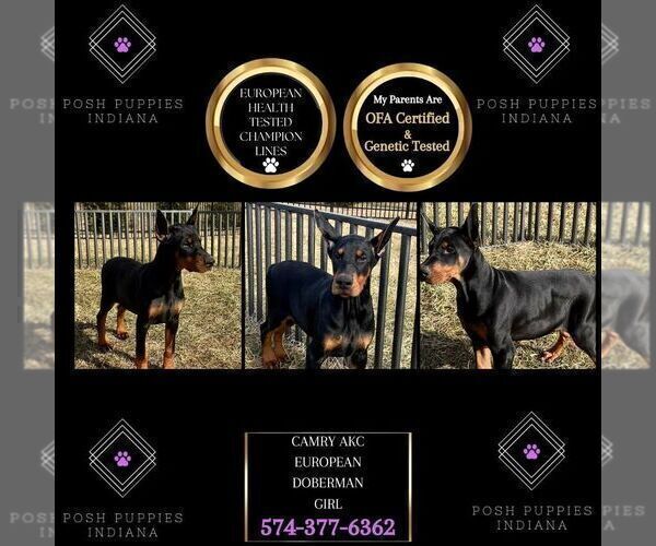 Medium Photo #80 Doberman Pinscher Puppy For Sale in WARSAW, IN, USA
