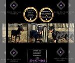 Small #1 Doberman Pinscher