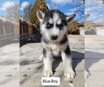 Small Photo #1 Siberian Husky Puppy For Sale in PUEBLO, CO, USA