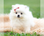 Small #1 Pomeranian