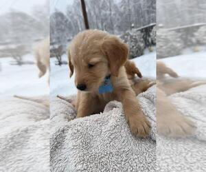 Golden Retriever Puppy for sale in POWELL, TN, USA