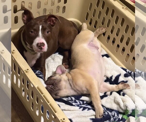 Medium Photo #16 American Pit Bull Terrier-Unknown Mix Puppy For Sale in Germantown, OH, USA