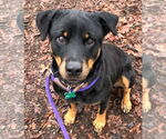Small #9 Rottweiler