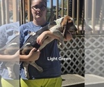 Small #3 Basset Hound