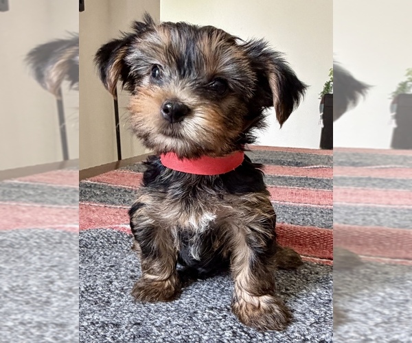 Medium Photo #4 Yorkshire Terrier Puppy For Sale in GLENDALE, AZ, USA