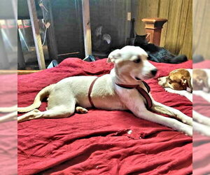 Wizard - Male Border Collie Dog for Adoption - Photo #2