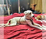 Small Photo #2 Border Collie Puppy For Sale in Rutherfordton, NC, USA