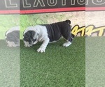 Small #4 English Bulldog