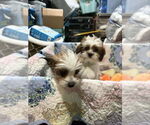 Small #2 Shih Tzu Mix
