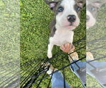 Small #3 American Pit Bull Terrier Mix