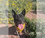 Small #5 American Pit Bull Terrier-Australian Kelpie Mix