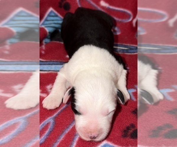 Medium Photo #2 Old English Sheepdog Puppy For Sale in WAKE FOREST, NC, USA