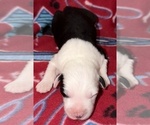 Small #1 Old English Sheepdog