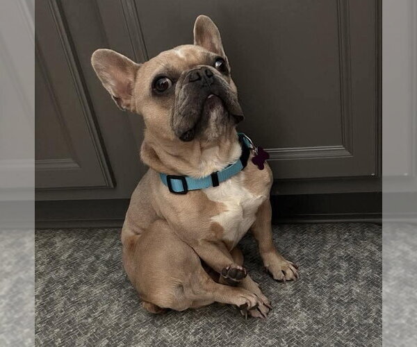 Medium Photo #2 French Bulldog Puppy For Sale in Spring Lake, NC, USA