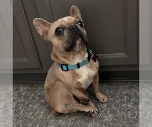 Suess - Male French Bulldog Dog for Adoption - Photo #2