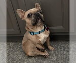Small Photo #2 French Bulldog Puppy For Sale in Spring Lake, NC, USA