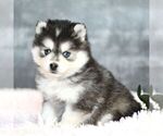 Small Photo #2 Pomsky Puppy For Sale in PARKESBURG, PA, USA