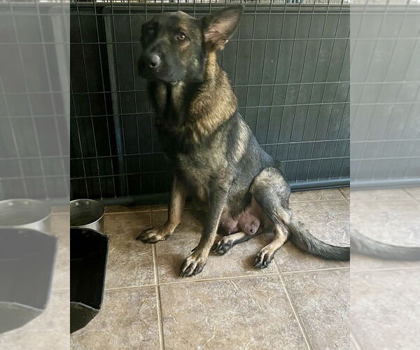 Medium Photo #2 German Shepherd Dog-Unknown Mix Puppy For Sale in Brewster, NY, USA