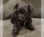 Small Photo #3 Schnauzer (Miniature) Puppy For Sale in COLLEGE STA, TX, USA