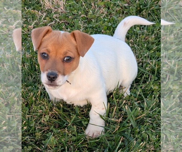 Medium Photo #34 Jack Russell Terrier Puppy For Sale in APPLE GROVE, WV, USA