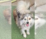 Small #1 Australian Shepherd-Pomeranian Mix