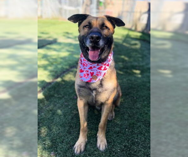 Medium Photo #2 Mutt Puppy For Sale in Ventura, CA, USA