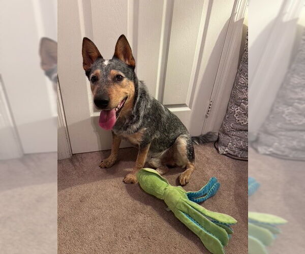 Medium Photo #6 Mutt Puppy For Sale in Garden City, NY, USA