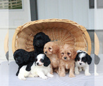 Small Photo #2 Cavalier King Charles Spaniel-Poodle (Toy) Mix Puppy For Sale in COCHRANVILLE, PA, USA