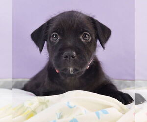 Border Collie-Norwich Terrier Mix Dogs for adoption in Sheridan, CO, USA