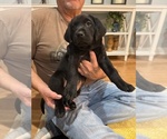 Puppy Purple Female Labrador Retriever