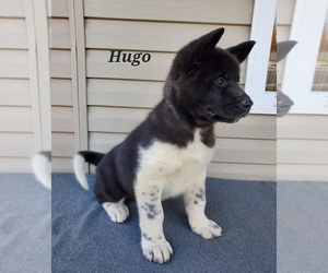 Akita Puppy for sale in FRESNO, OH, USA