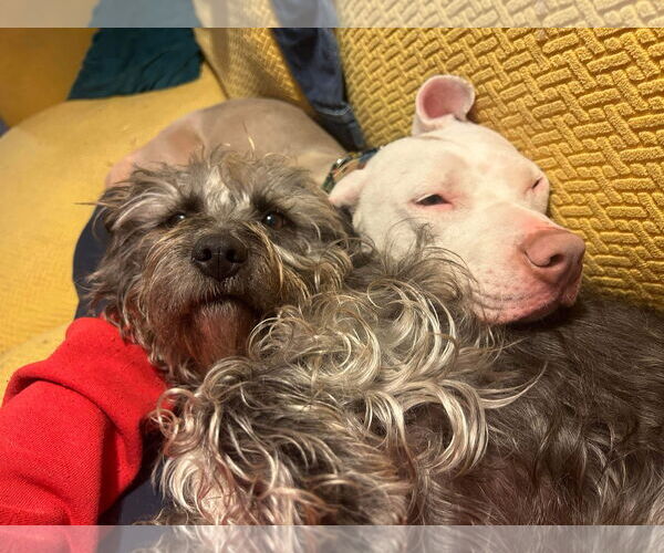 Medium Photo #33 American Pit Bull Terrier-Unknown Mix Puppy For Sale in Germantown, OH, USA