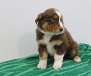 Australian Shepherd Puppy for sale in MARION, IN, USA