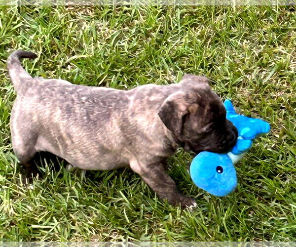 Medium Photo #12 American Staffordshire Terrier-Boxer Mix Puppy For Sale in Holly Springs, NC, USA