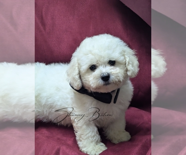 Medium Photo #1 Bichon Frise Puppy For Sale in BREMEN, GA, USA